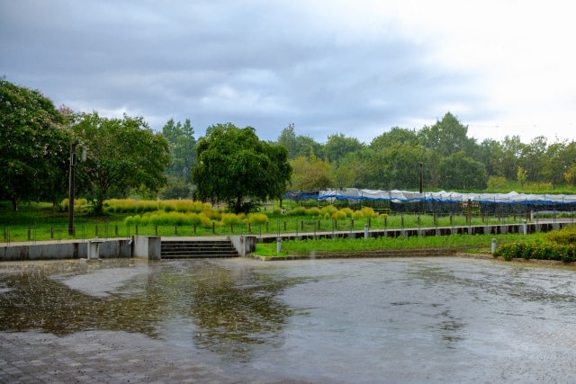 雨の公園