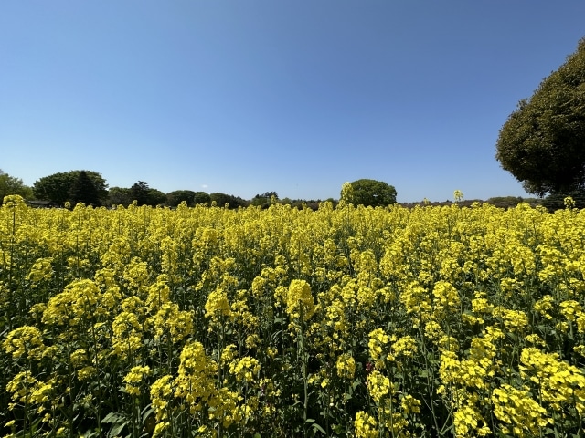 昭和記念公園の菜の花畑