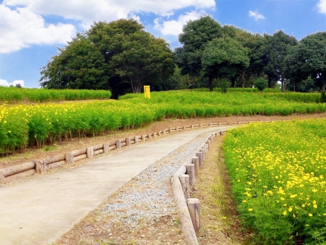 昭和記念公園