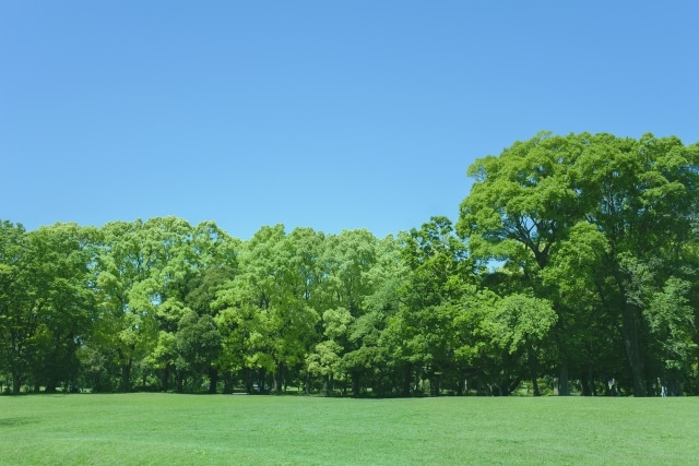 緑が広がる公園