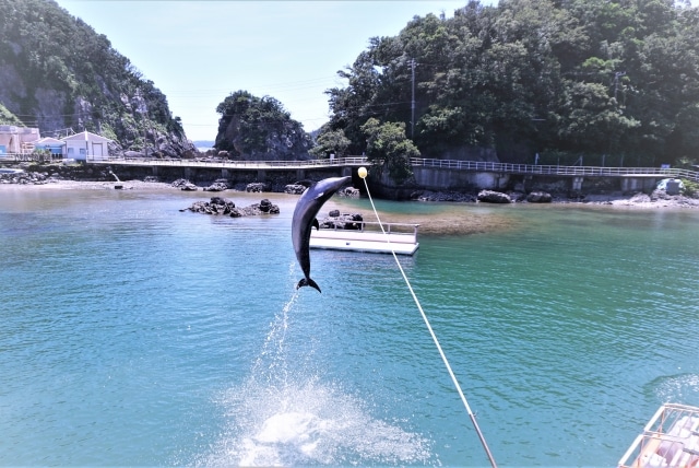 下田海中水族館のイルカ