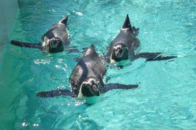 下田海中水族館のペンギン