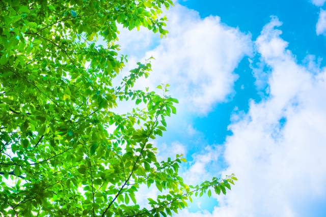 1/fゆらぎのイメージ（緑と青空）