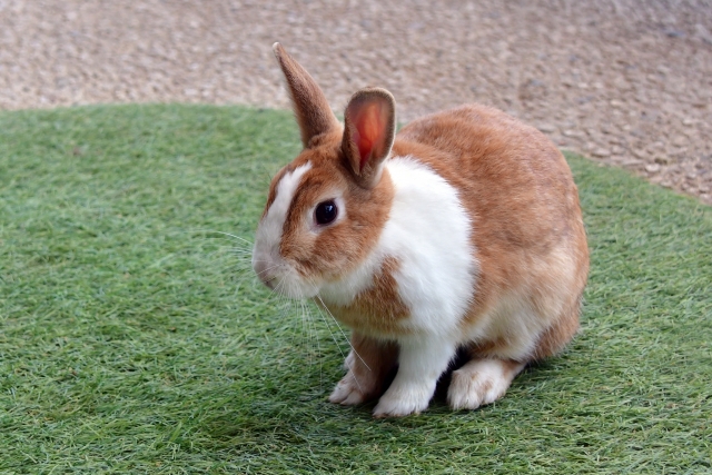 うさぎ