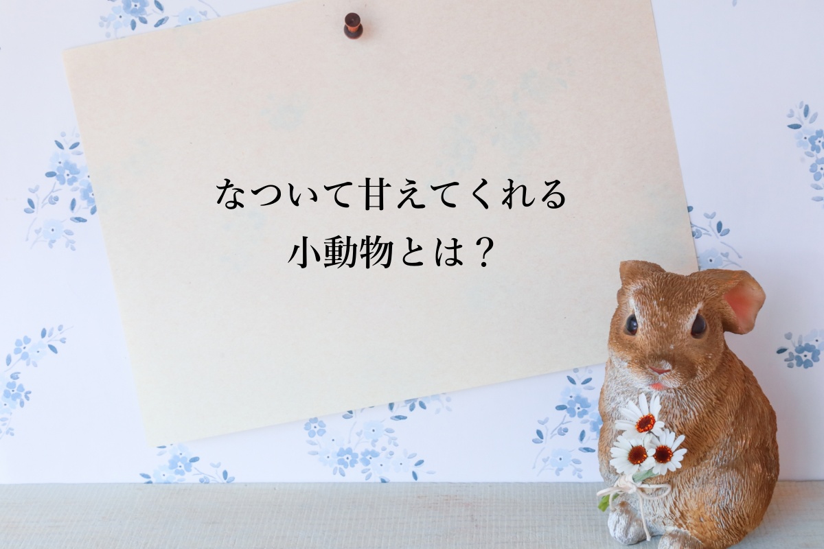なついて甘えてくれる小動物とは？